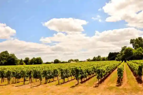envato-bordeaux-a-closeup-shot-of-the-countryside-on-a-sunny-day-PBNMSYS